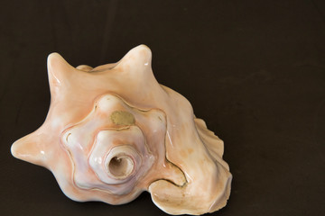 Prehispanic instrument of Mexico, Caracol Azteca