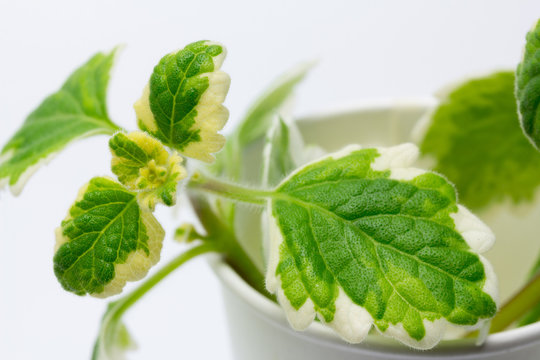 Esqueje y hojas de la planta Incienso