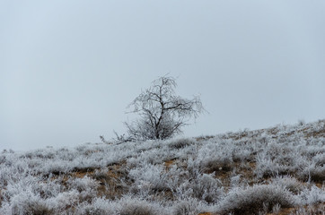 Frosty trees on a winter day