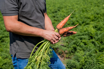 Growing organic carrots. Carrots in the hands of a farmer. Freshly harvested carrots. Autumn...
