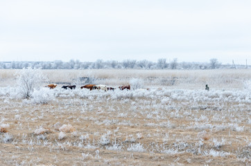 Herd of cows on a winter pasture