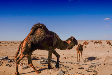 Marsa Matruh, Egypt Camels crossing on a desert road.