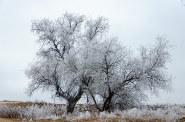 Frosty trees on a winter day
