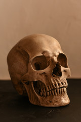  Human skull replica on a black and white background. Warm soft light