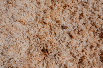 Siwa Oasis, Egypt Pure salt crystals near the Siwa salt lakes.