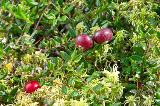Cranberry berries (lat. Vaccinium oxycoccos) close-up