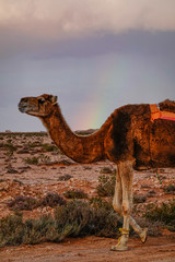 Marsa Matruh, Egypt Camels crossing on a desert road.