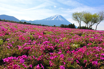 【日本】富士の芝桜