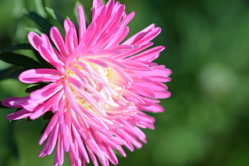 Beautiful pink chrysanthemum flower lit by the sun in a summer garden close-up