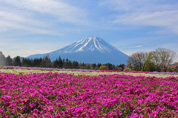 【日本】富士の芝桜