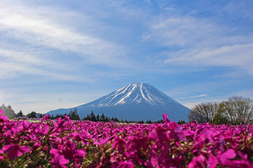 【日本】富士の芝桜