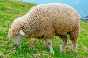 Cute sheep eating green glass on mountain slope, farm animal