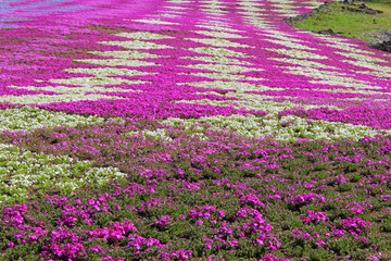 【日本】富士の芝桜