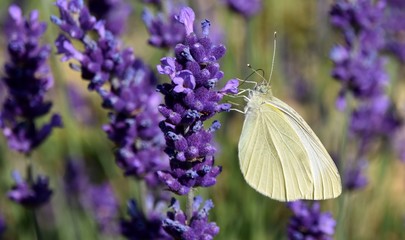 Close up of a little Butterfly sitting on purple lavender in sunshine