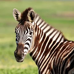 Foto op Aluminium Portrait of a beautiful Zebra © lehmannw