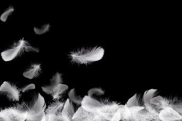 Down Feathers. Soft White Fluffly Feathers Falling in The Air. Floating Feather. Swan Feather on Black Background.	