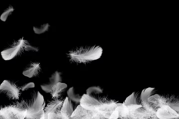  Down Feathers. Soft White Fluffly Feathers Falling in The Air. Floating Feather. Swan Feather on Black Background.  © Siwakorn1933