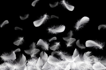 Feather abstract background, Soft white feathers falling down in the air. Down swan feathers on...