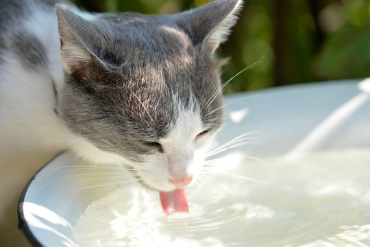 Cute cat drinks water in a summer garden on a hot day