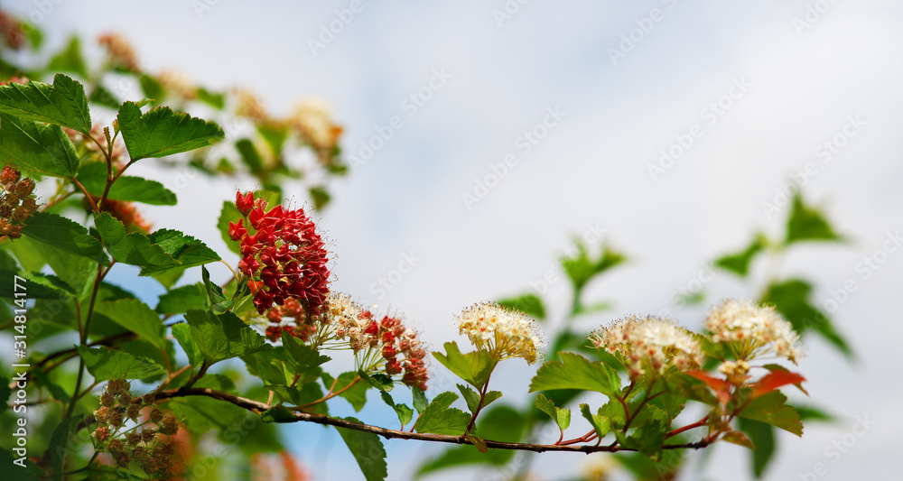Canvas Prints a branch of a bush blooms in summer with red flowers. panorama in the form of a flowering branch. su