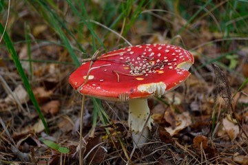 Amanita muscaria in the forest