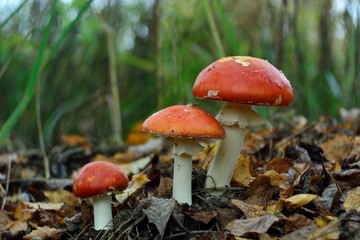 Amanita muscaria in the forest