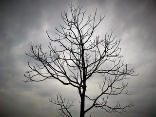 tree alone