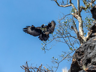 Verreaux's Eagle is coming to her favorite roosting site. Lake Baringo, Kenya.