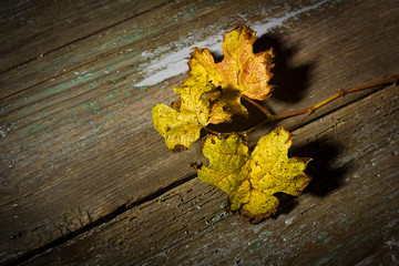 Withered grape leaves