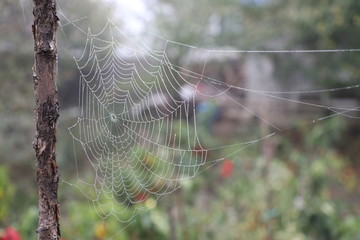 spider web dew