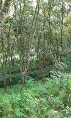 Fototapeta premium trees in forest