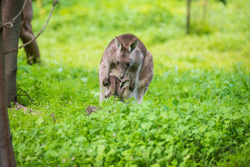 Morning Grace: A Kangaroo and Joey in Tower Hill Reserve, Victoria