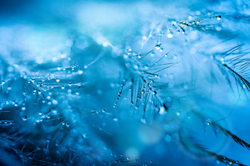 Beautiful transparent water drops or rain water on soft background. Macrophotography. Desktop background. Selective focus.