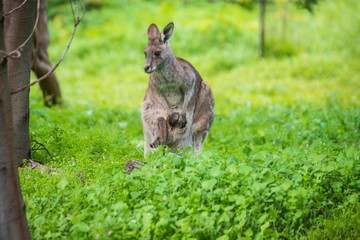 Morning Grace: A Kangaroo and Joey in Tower Hill Reserve, Victoria