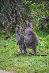 Morning Grace: A Kangaroo and Joey in Tower Hill Reserve, Victoria