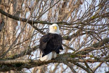 A picture of a Bald eagle perching on the branch.  Delta  BC  Canada