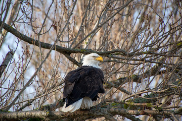A picture of a Bald eagle perching on the branch.  Delta  BC  Canada