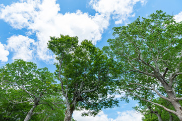 【青森県ブナ林】春のブナ林は透き通った緑の世界