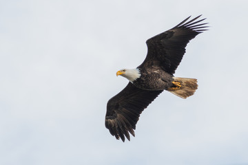 A picture of a Bald eagle flying through the air.   Delta  BC  Canada