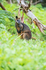 Wallaby, Tower Hill Reserve