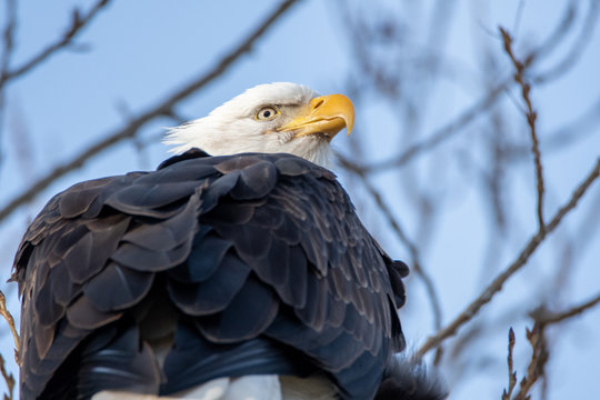 A closeup of a Bald eagle perching on the branch.  Delta  BC  Canada