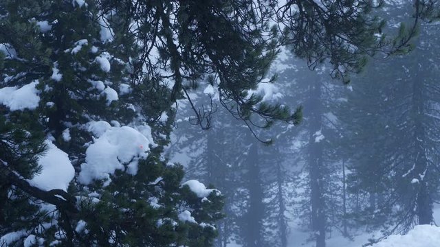 4K Winter forest. Tilt down. Coniferous branches with snow on top of it with tilt to snow. Troodos mountains in Cyprus