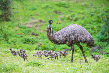 Emu family, Tower Hill