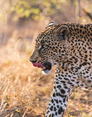 Fototapeta na wymiar Leopard Licking