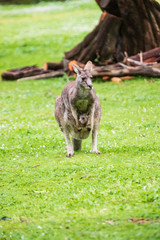 Morning Grace: A Kangaroo and Joey in Tower Hill Reserve, Victoria