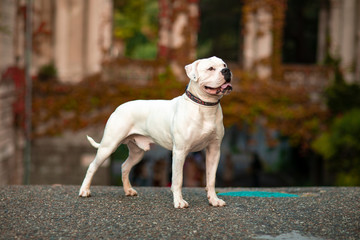 White american bulldog outdoors