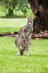 Naklejka na ściany i meble Morning Grace: A Kangaroo and Joey in Tower Hill Reserve, Victoria