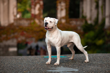 Obraz na płótnie Canvas White american bulldog outdoors
