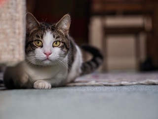 Obraz premium Tabby Cat 