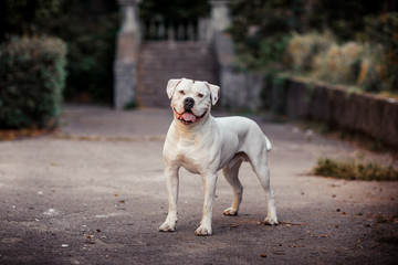 Obraz na płótnie Canvas White american bulldog outdoors